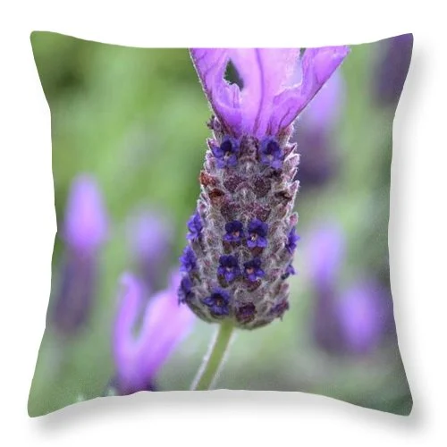 Bolster Pillows for Sofa DecorationEarthWise Designs Lavender I - Throw Pillow