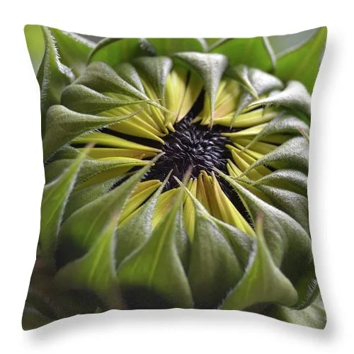 Soft and Fluffy Pillows for Bedroom ComfortEarthWise Designs Sunflower III - Throw Pillow Soft and Fluffy Pillows for Bedroom ComfortEarthWise Designs Sunflower III - Throw Pillow