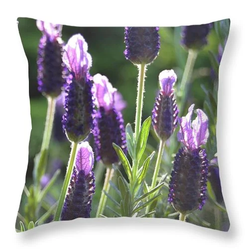 Adjustable Pillows for Customized ComfortEarthWise Designs Lavender II - Throw Pillow Adjustable Pillows for Customized ComfortEarthWise Designs Lavender II - Throw Pillow